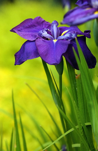 Japan iris.JPG